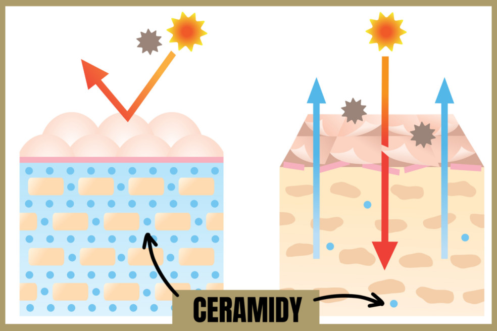 ceramidy v pokožke