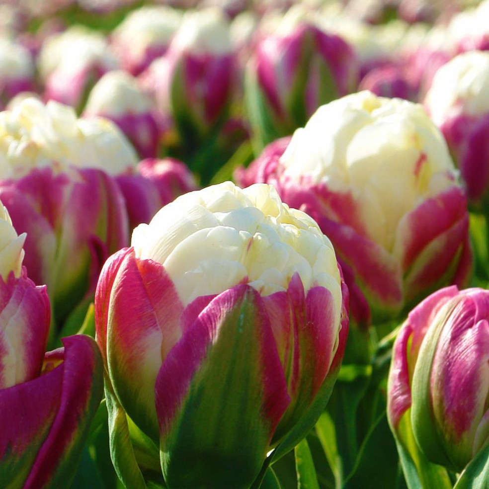 ice-cream-tulip