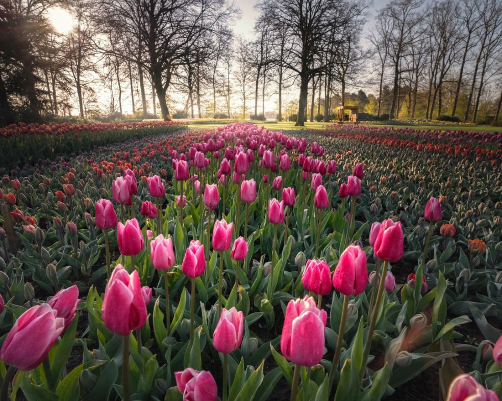 Keukenhof